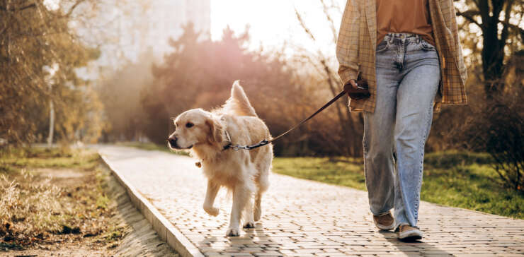 Dog Walking Service