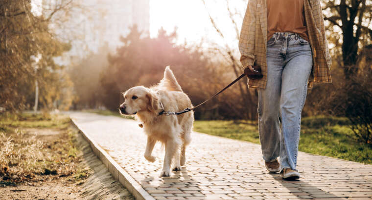 Dog Walking Service