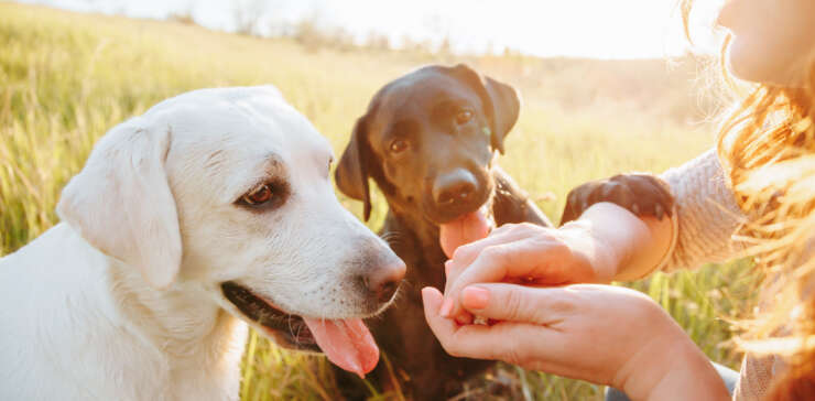 Pet Sitting Service