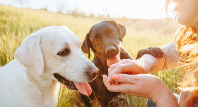 Pet Sitting Service